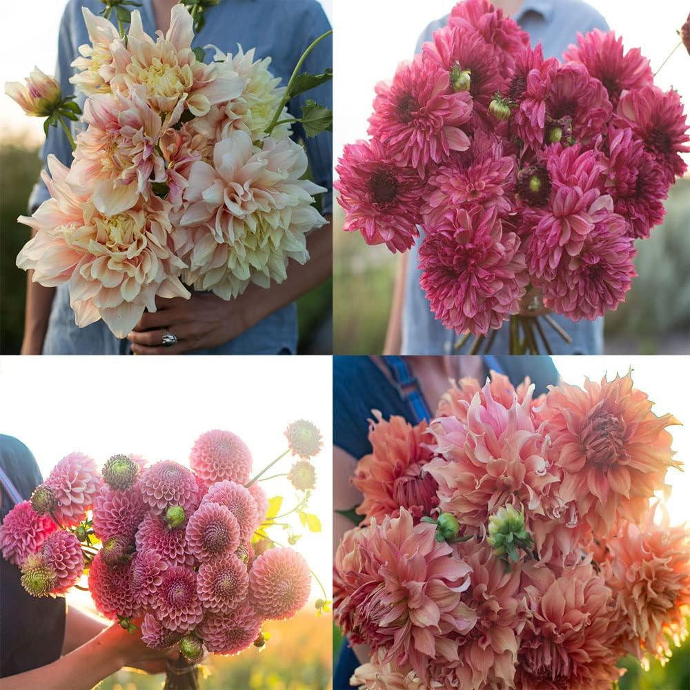 Dahlia Bulbs Mix W274378