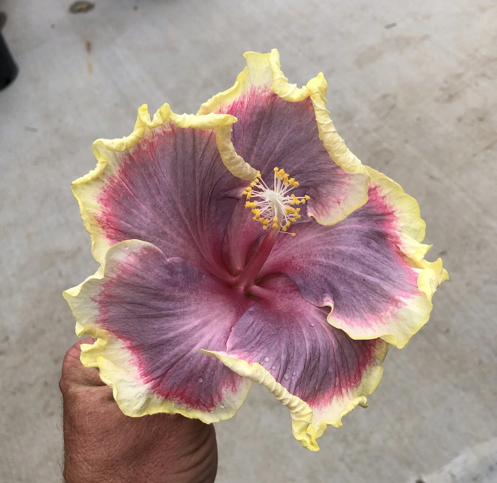 Tropical Hibiscus Y824