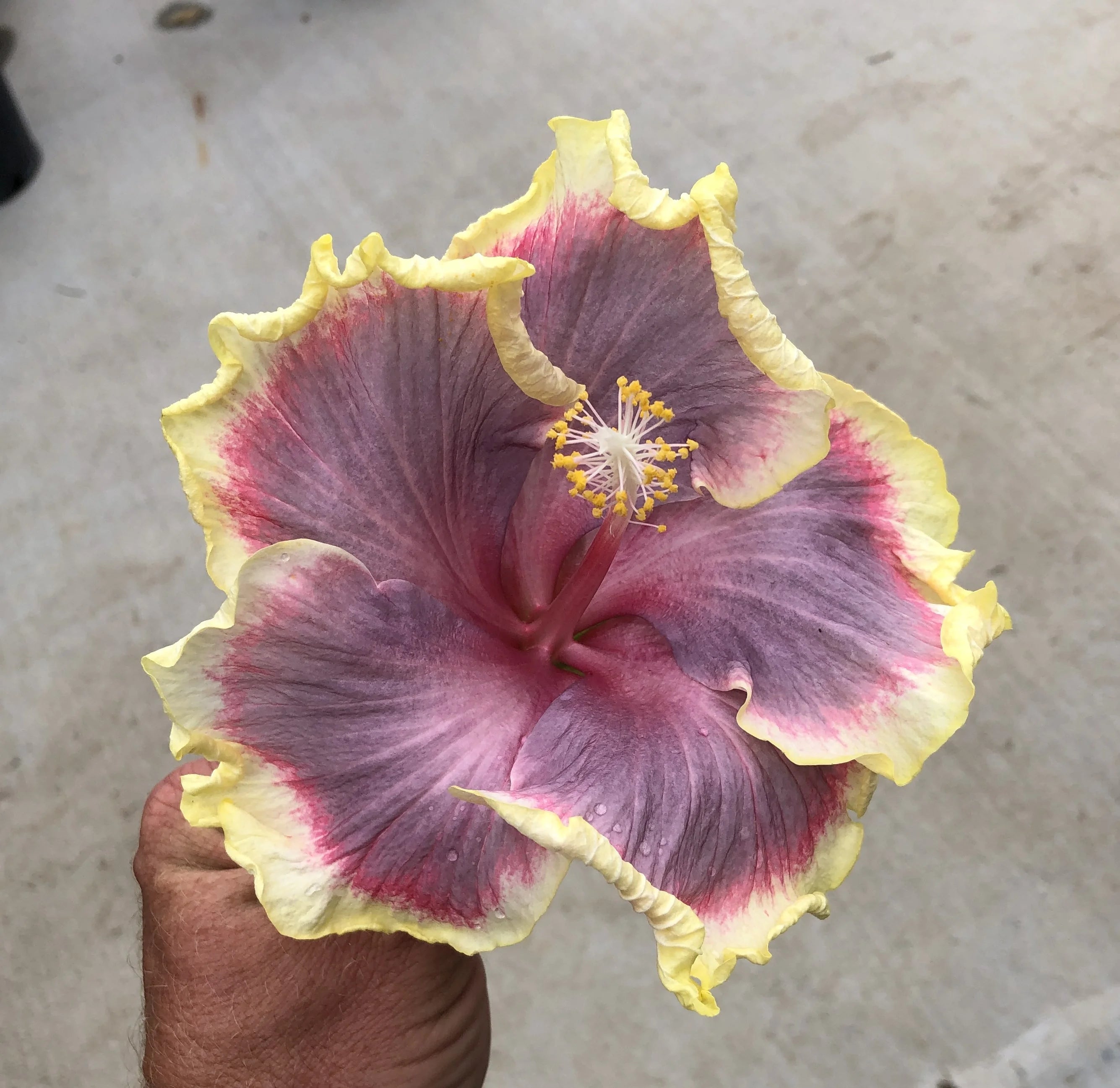 Tropical Hibiscus Y824