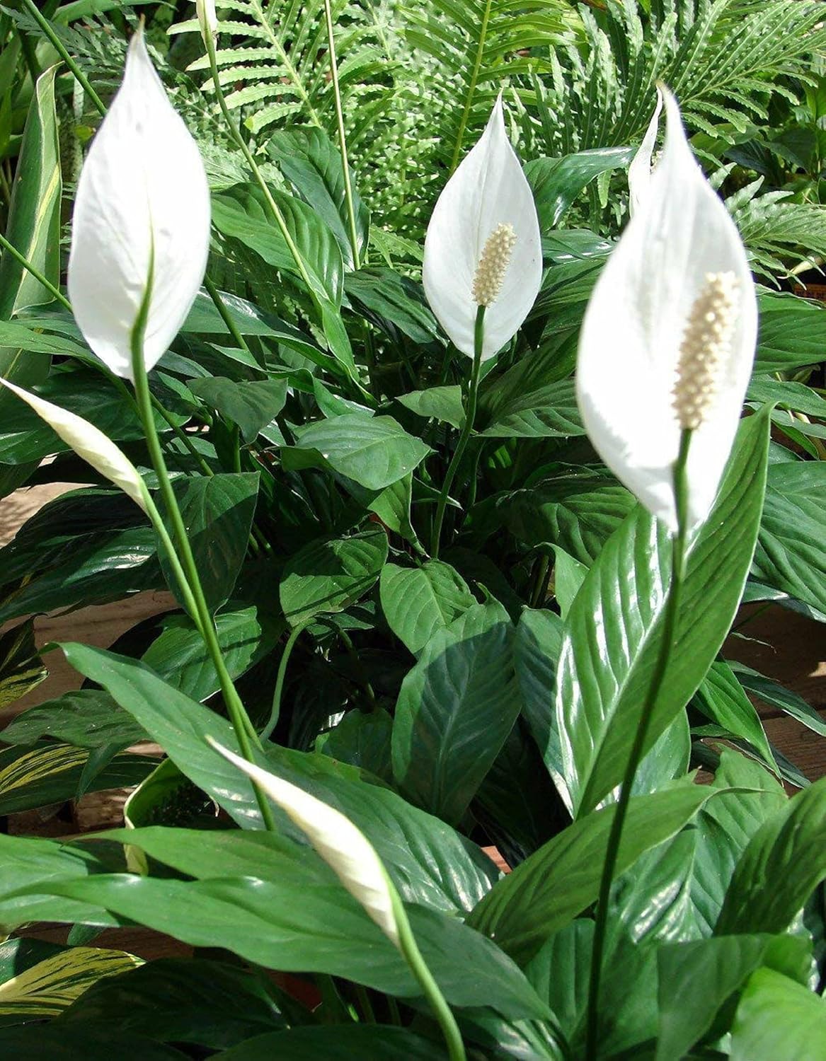 4" Pot Peace Lily Houseplant J231