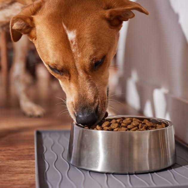 Large Breed Salmon Dry Dog Food U2376