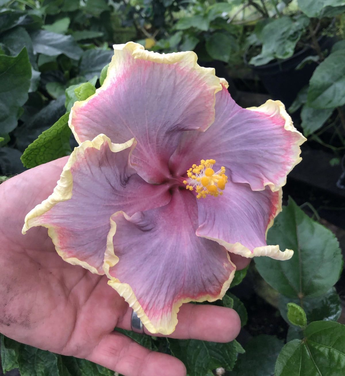Tropical Hibiscus Y824