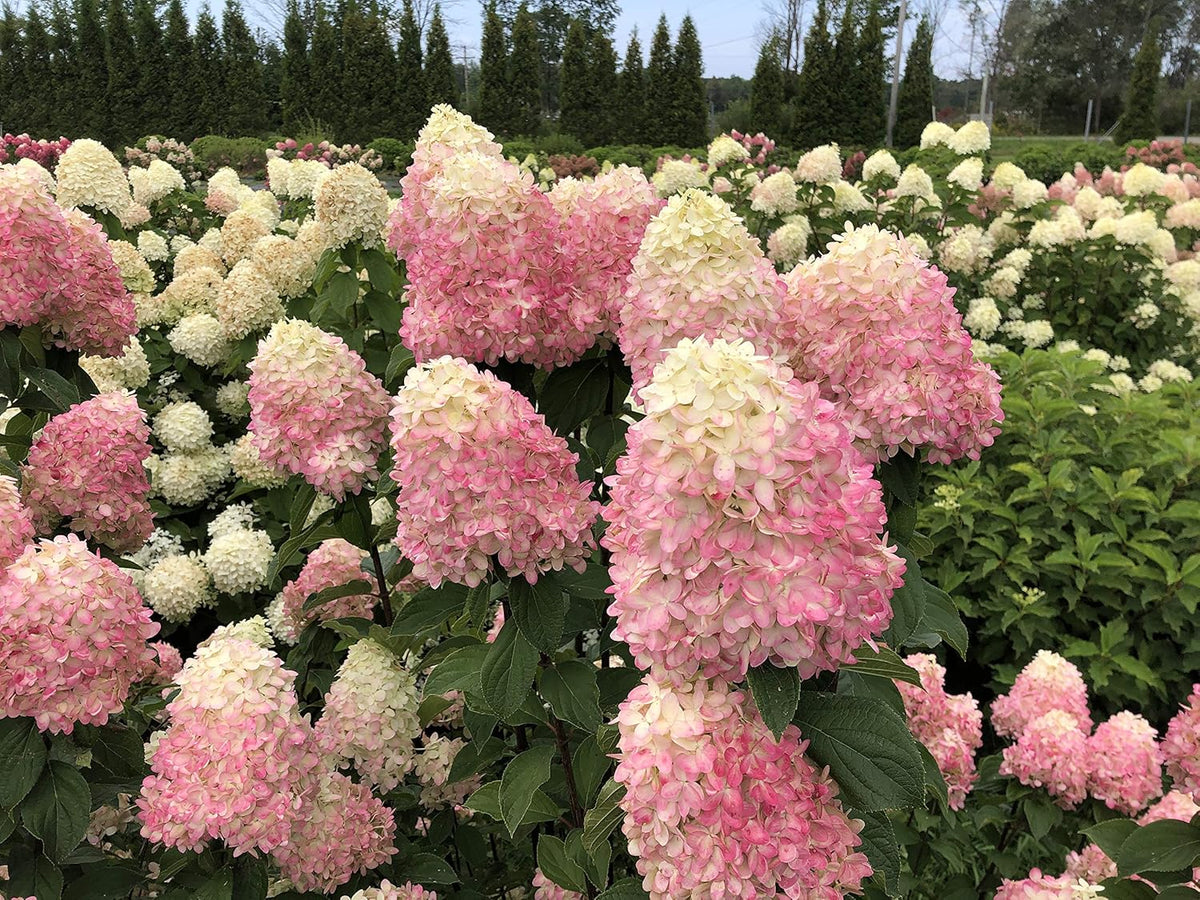 1 Gallon Green and Pink Flowers Panicle Hydrangea Live Plant D812