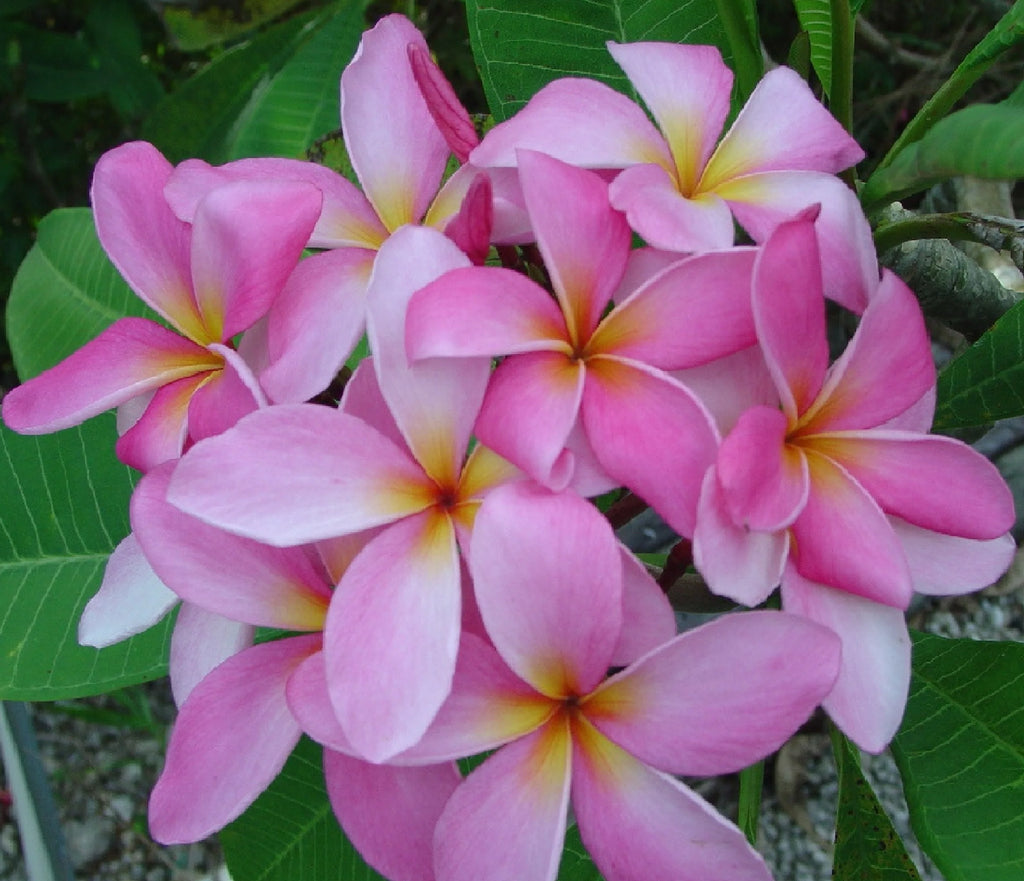 Pink Hawaiian Live Plumeria Frangipani Plant Cutting 9" - 12" Long S43232