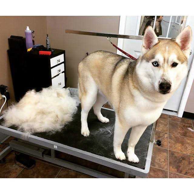 Grooming Tool I6305