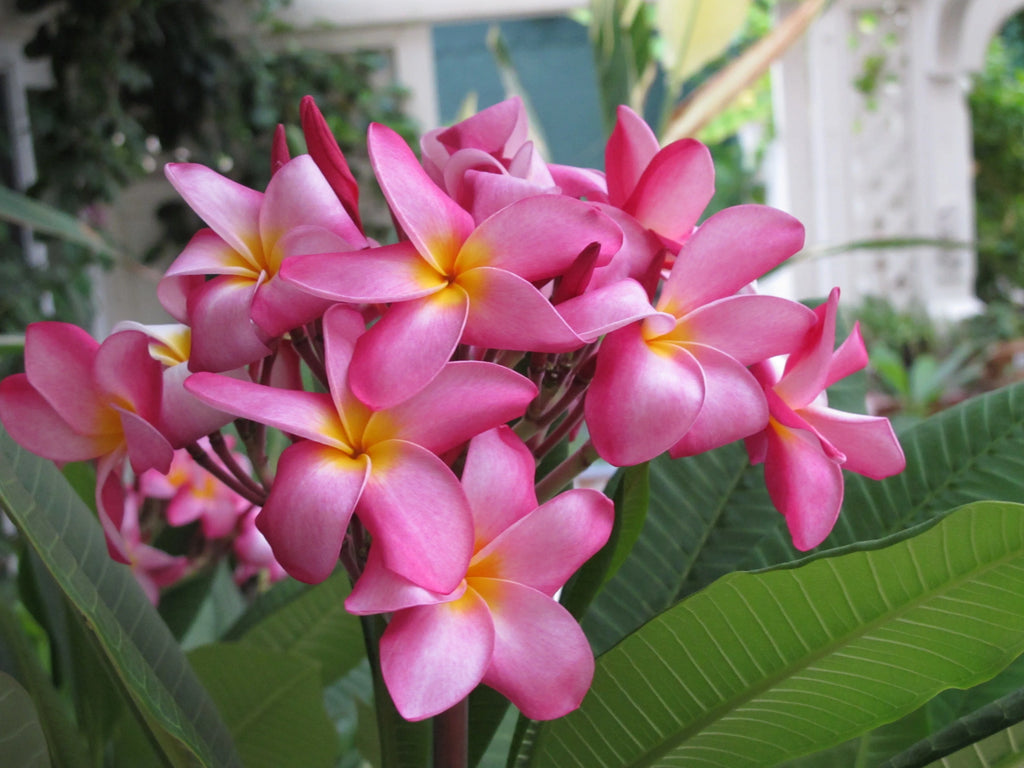 Pink Hawaiian Live Plumeria Frangipani Plant Cutting 9" - 12" Long S43232