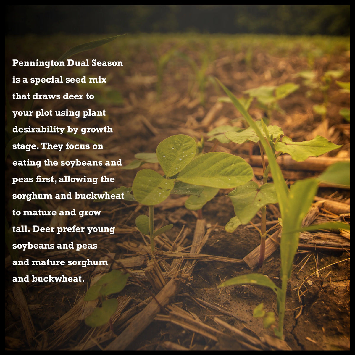 10 lb. Dual Season Food Plot Seed J724452