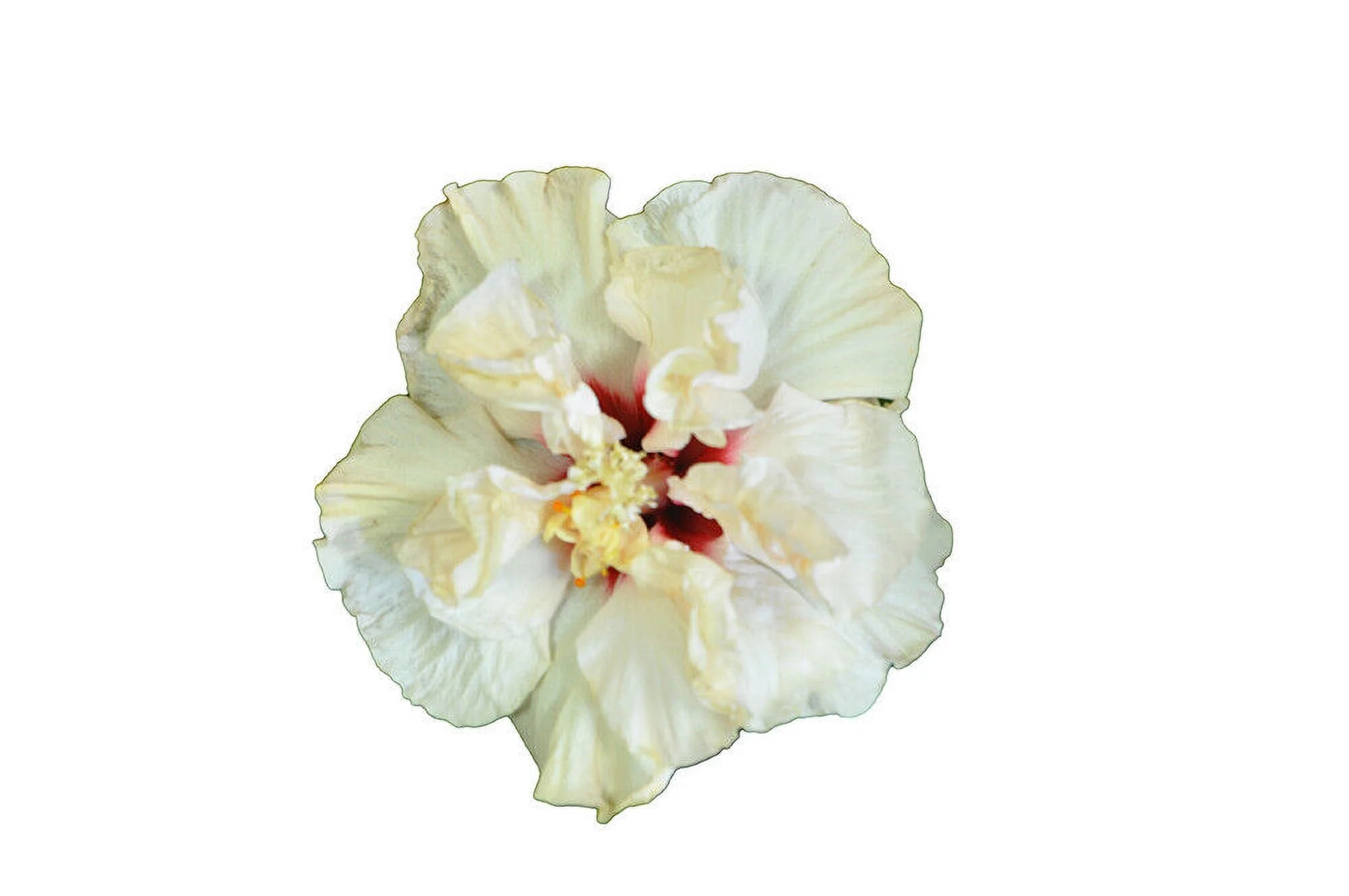 Rooted Tropical Hibiscus Plant W361