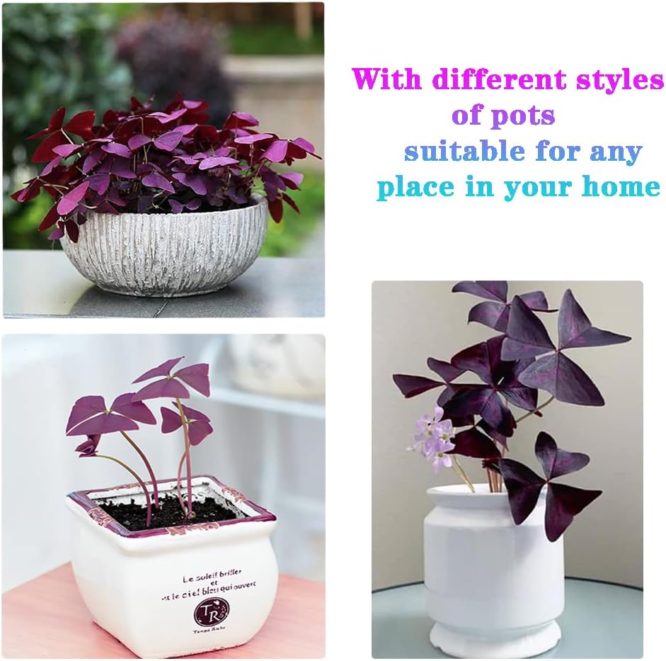 Purple Oxalis Triangularis Bulbs I359
