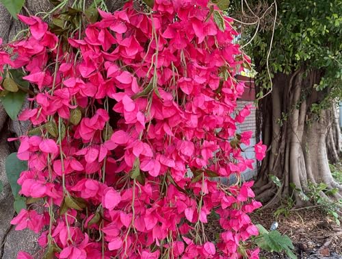 Fuchsia Artificial Silk Hanging Flowers Pack of 2 U367