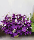 Purple Oxalis Triangularis Bulbs I359