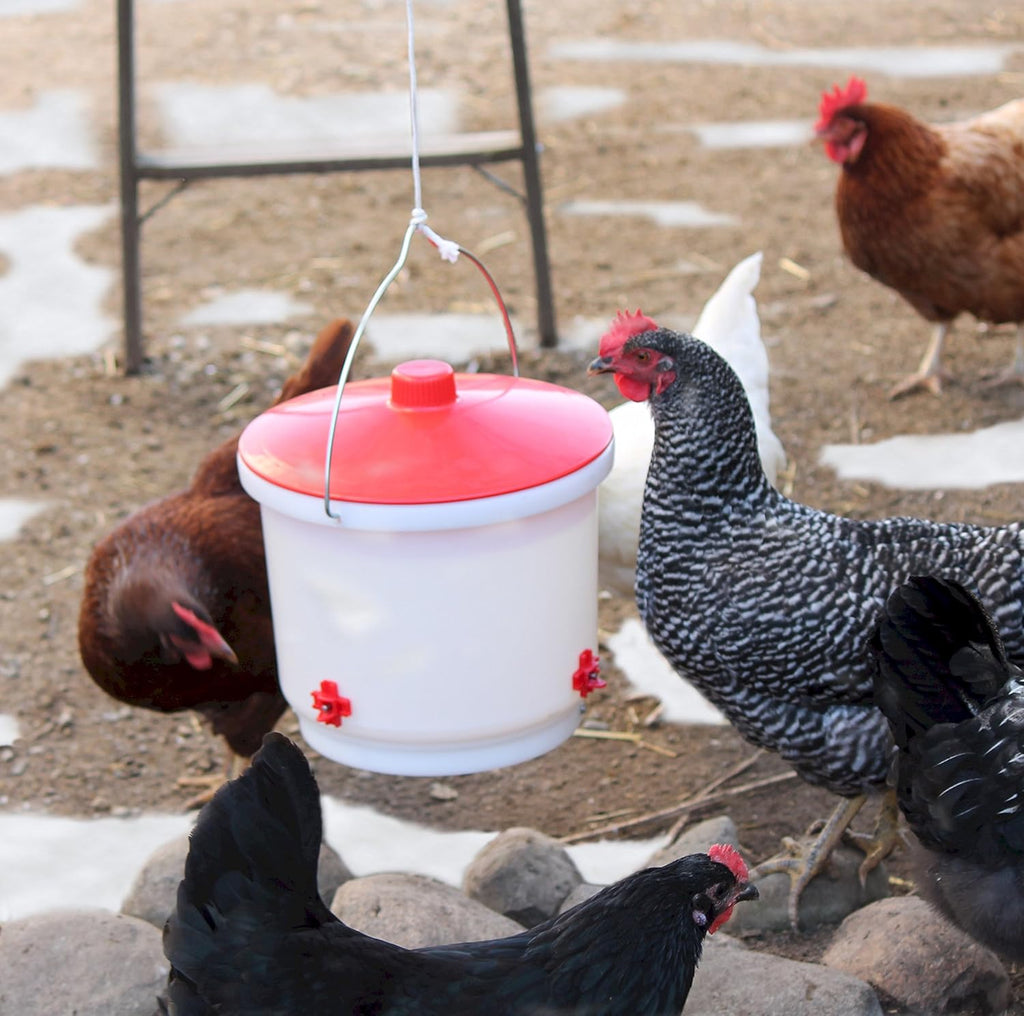 Heated 2 Gallon Poultry Drinker, Green F1424