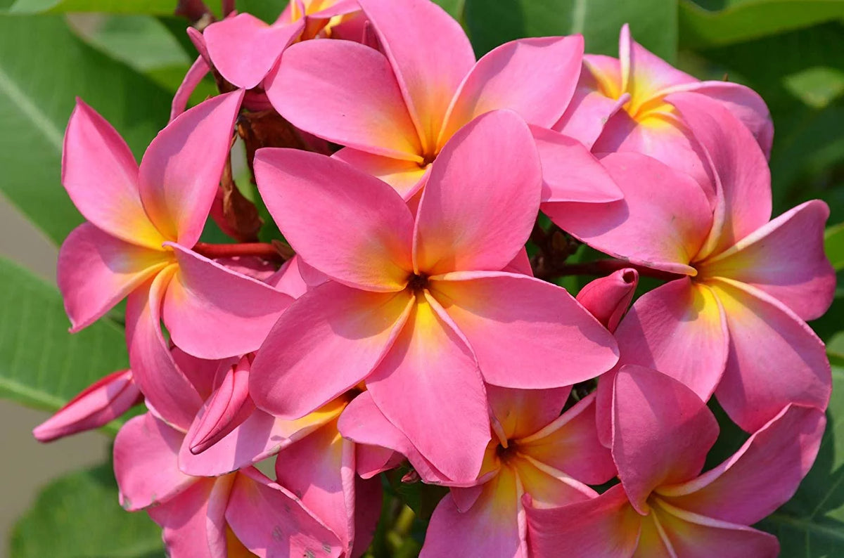 Pink Hawaiian Live Plumeria Frangipani Plant Cutting 9" - 12" Long S43232