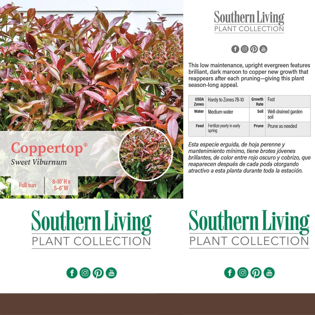 Viburnum Copper Top Live Shrub (2 Gallon) V40945