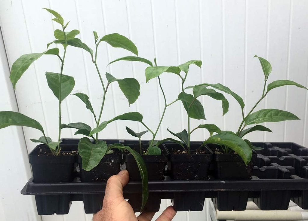 Purple Passion Fruit Vine Live Plant W402