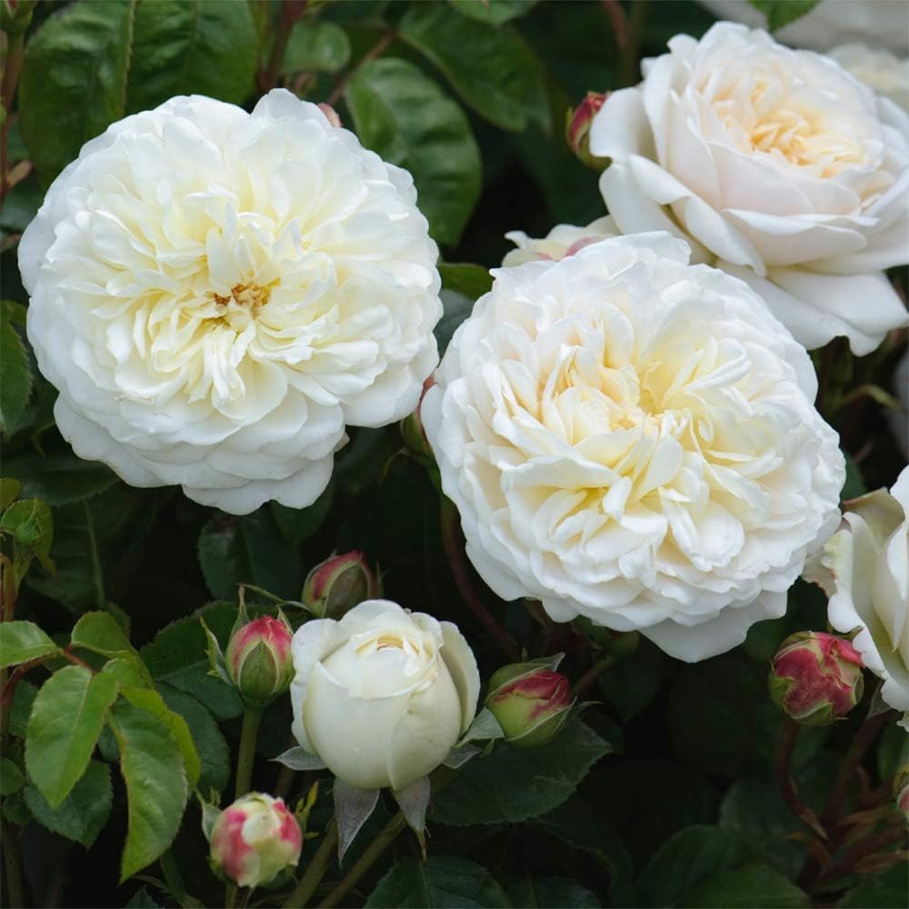 White Rose Bush H495484