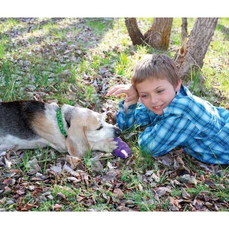 Senior Dog Toy C581596